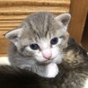 令和2年4月１9日生（子猫3匹・母猫） サムネイル5
