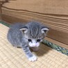令和2年4月１9日生（子猫3匹・母猫） サムネイル6