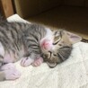 令和2年4月１9日生（子猫3匹・母猫） サムネイル7