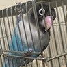 ブルーボタンインコの里親さん募集します！ サムネイル2