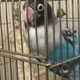 ブルーボタンインコの里親さん募集します！