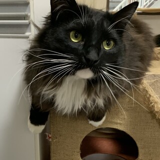 5/15譲渡会参加甘えたな大きな長毛の男の子