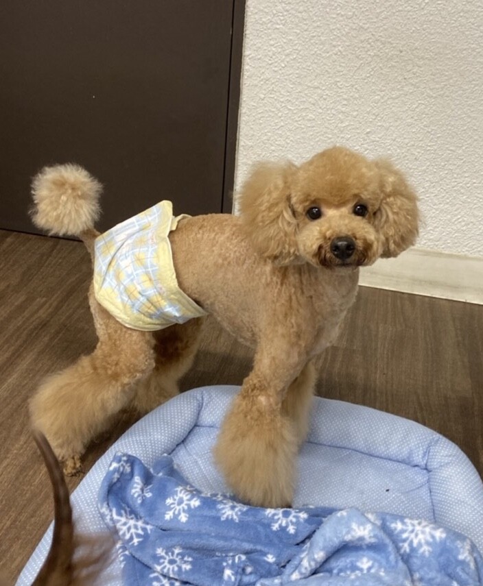 ライム 人大好き甘えん坊 東京都 犬の里親募集 2910 ペットのおうち 月間利用者150万人