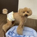 ライム★人大好き甘えん坊トイプー♂