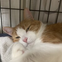 ハッチ