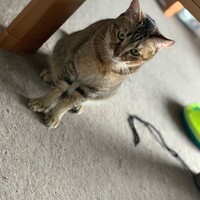 ゴロー