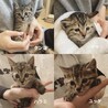 そっくりキジトラ 子猫4兄妹・タン塩くん☆ サムネイル2