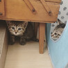 そっくりキジトラ 子猫4兄妹・タン塩くん☆ サムネイル4