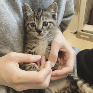 そっくりキジトラ 子猫4兄妹・タン塩くん☆