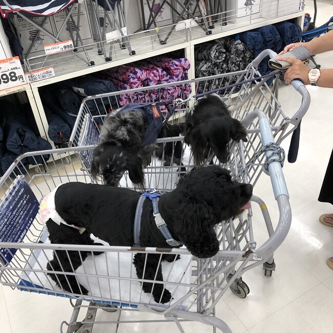 茅ヶ崎サザンビーチのカバー写真