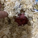 募集ストップしてます！ゴールデンハムスター里親募集