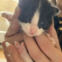 トラブルからの保護猫さんに子猫が産まれました