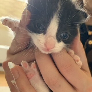 トラブルからの保護猫さんに子猫が産まれました