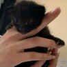 トラブルからの保護猫さんに子猫が産まれました サムネイル3