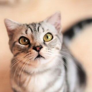 甘えん坊のツンデレ王子