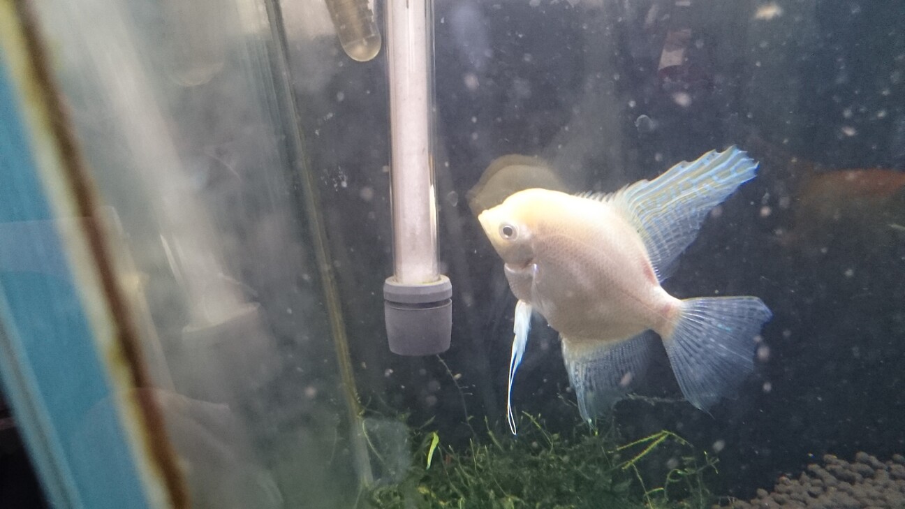 プラチナエンゼルフィッシュ 兵庫県 熱帯魚 観賞魚の里親募集 ペットのおうち 月間利用者150万人