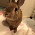 血統書付！2019年６月生。ネザーランドドワーフ♀