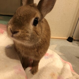 血統書付！2019年６月生。ネザーランドドワーフ♀