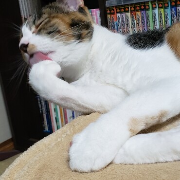 なめなめ