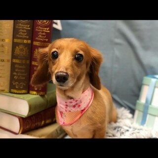 可愛がってくれる方募集しています。