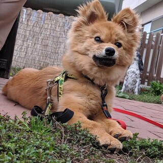 小型犬 札幌 を含む 犬の里親募集情報 ペットのおうち 月間利用者150万人