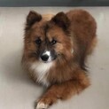 イチロー君　臆病な犬です、、
