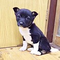 《交渉中》小さな周南犬6兄妹♡白靴下マナちゃん