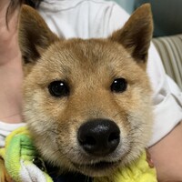 豆