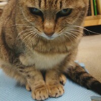 なたね