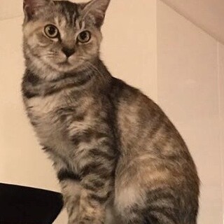 おとなしくってちょっとビビりな　りりこちゃん