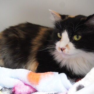 ゆったりのんびり優雅な美猫さん