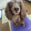 チョコタン 甘えん坊 ダックスの男の子 