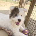 大型犬となりそうなサラフワのナルくん3ヶ月