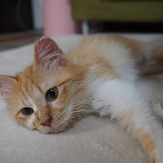 遊びが大好きスリゴロな女の子