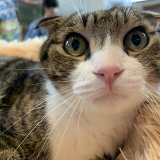 家族が出来ました♡耳折れ可愛い【セイウチ】