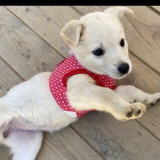 愛嬌たっぷりマフィンちゃん2ヶ月