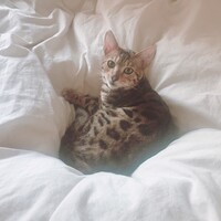 紫苑