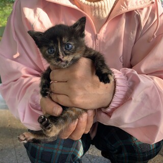 ありがとうございました★可愛らしいさび猫姉妹②