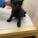 残り1匹です！