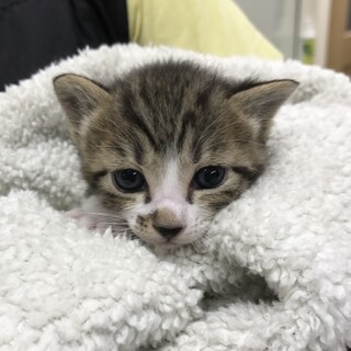 ☆生後１ヶ月☆元気な子猫です