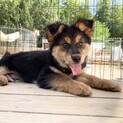 大型犬となりそうなカッコいいカイくん3ヶ月