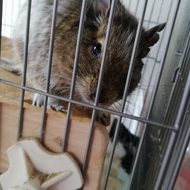 お利口さんになった、このは♂