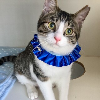 【募集一時停止】お膝猫のマロンく〜ん ♡  