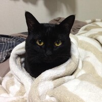 かぼちゃ