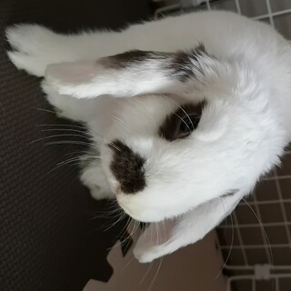 【ホーランドロップ♂8ヶ月】