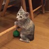 kobayu