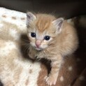 生後1カ月の仔猫