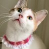 【募集一時停止】肩乗りキャットのモモちゃ〜ん♡ サムネイル2
