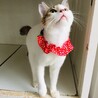 【募集一時停止】肩乗りキャットのモモちゃ〜ん♡ サムネイル3