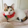 【募集一時停止】肩乗りキャットのモモちゃ〜ん♡ サムネイル4